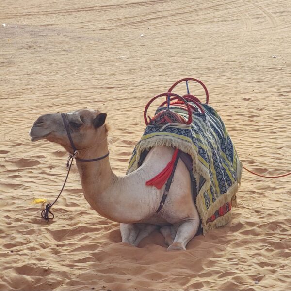 Dubai camel in the desert