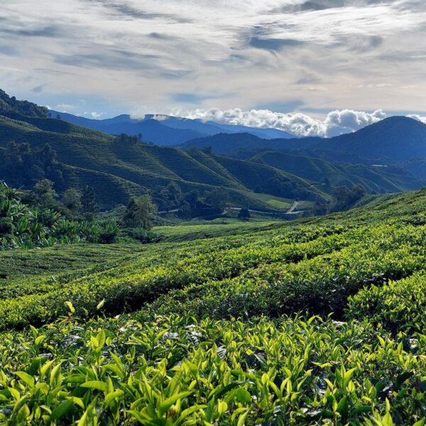 Maleisië Cameron Highlands