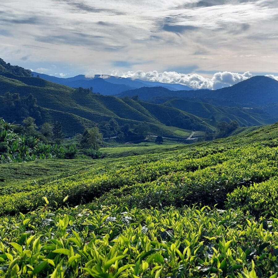 Maleisië Cameron Highlands