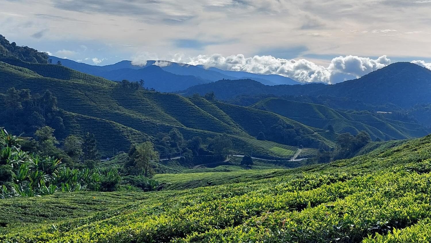 Maleisië Cameron Highlands
