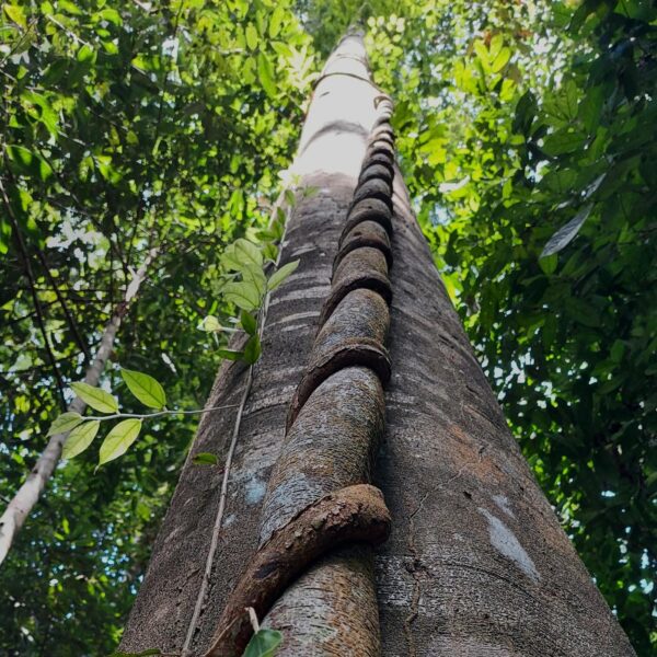 Maleisië - Taman Negara jungletrekking