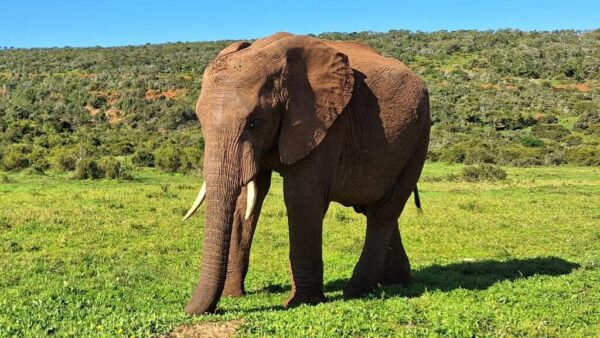 Best Stops on the Garden Route South Africa Addo Elephant Park