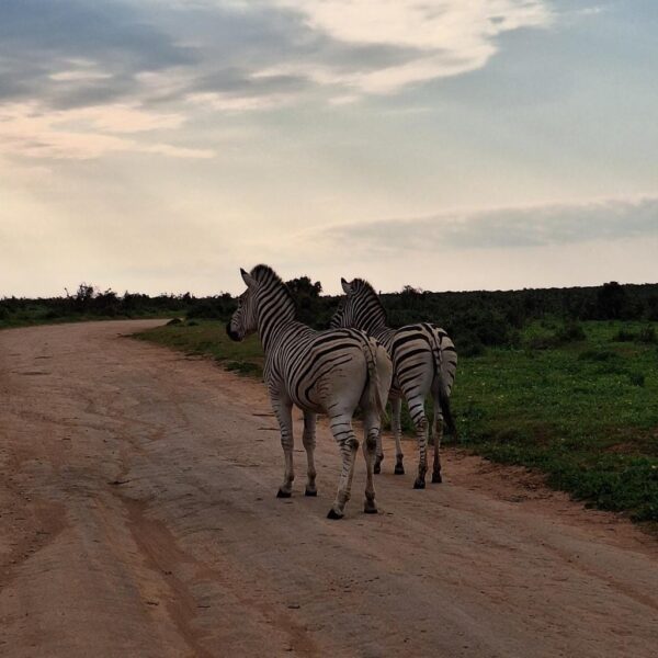 South Africa Addo Elephant Park zebras
Best travel tips South Africa