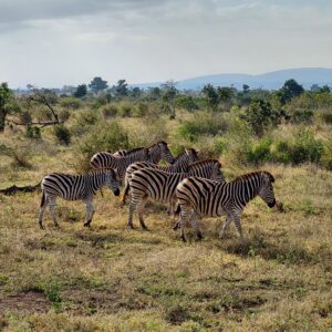 Travel information South Africa Krugerpark