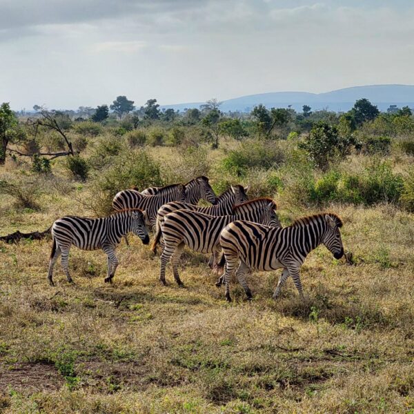 Reisinformatie Zuid-Afrika Krugerpark