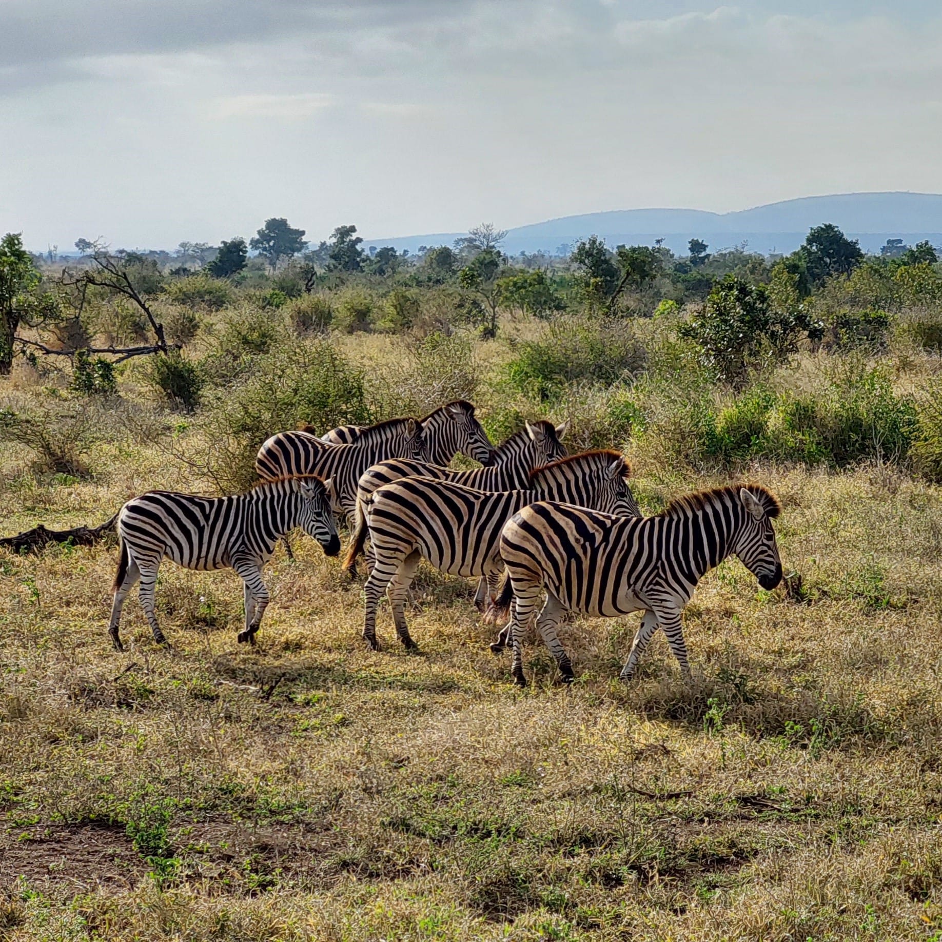 Travel information South Africa Krugerpark