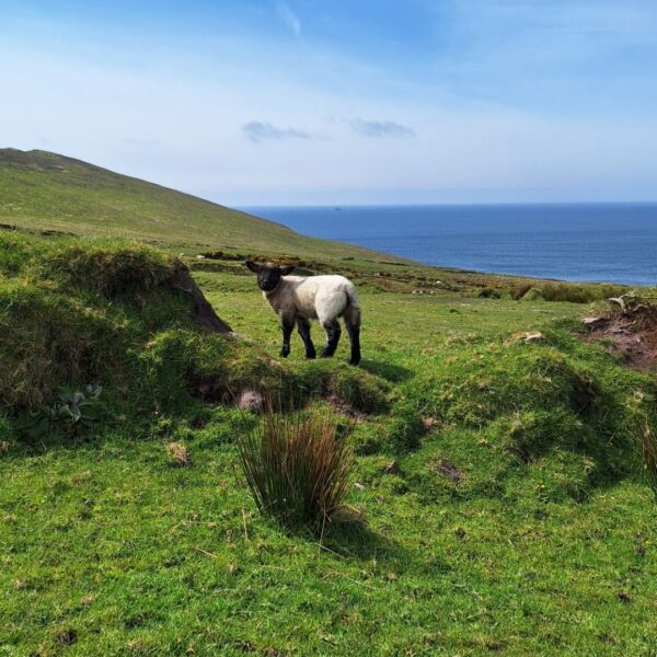 Ierland zwarte schapen