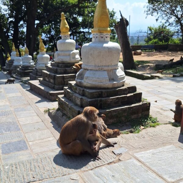 Monkey Temple Nepal Kathmandu