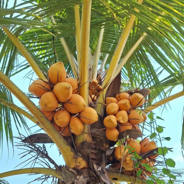Travel itinerary Ubud Bali - coconut tree Ubud