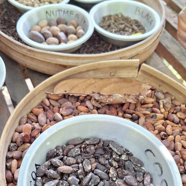 Bali - coffee plantation