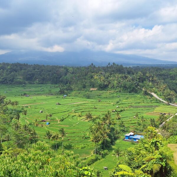 Bali - ricefields