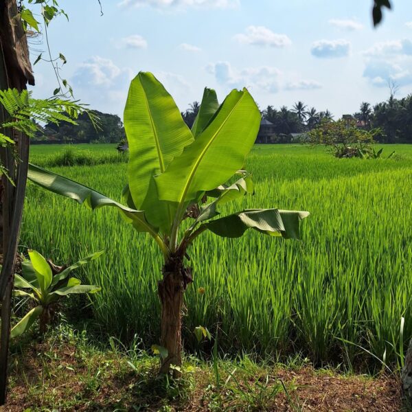 Travel guide Ubud Bali - Ubud ricefields