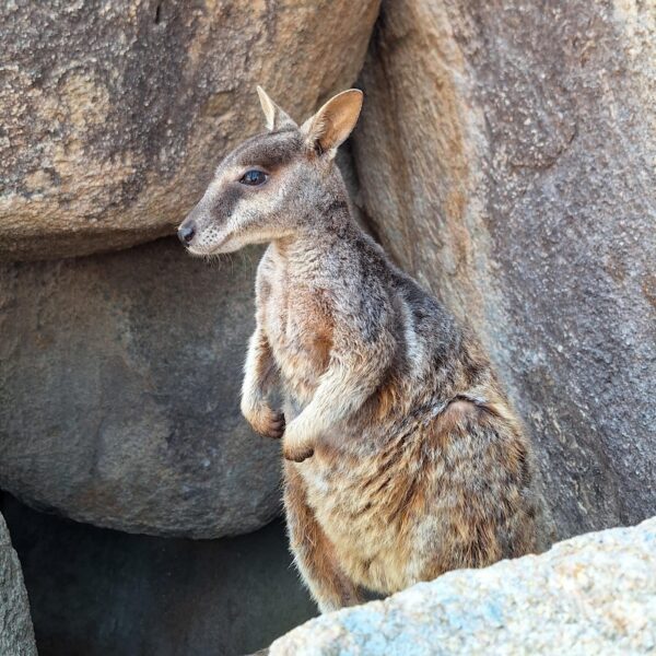 Australië kangoeroe