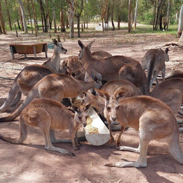 Australië kangaroe