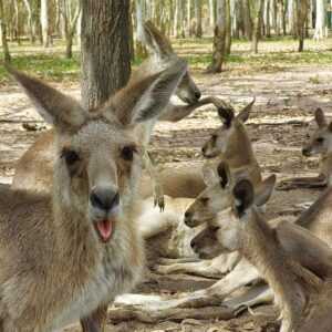 Australia Kangaroo