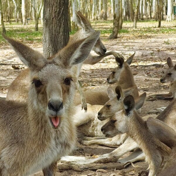 Australië kangaroe