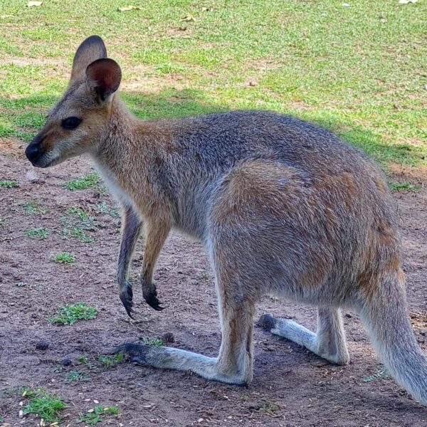Australia Kangaroo