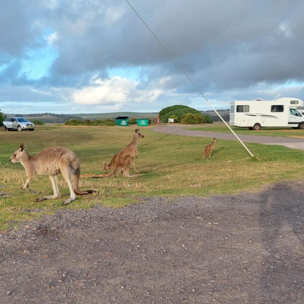 Australia Kangaroo