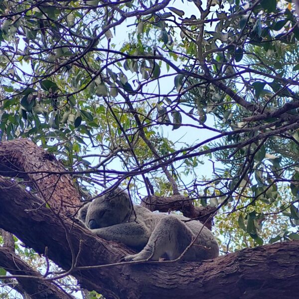 Australia koala