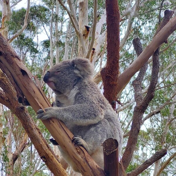 Australia koala
Rondreis Australië 4 weken