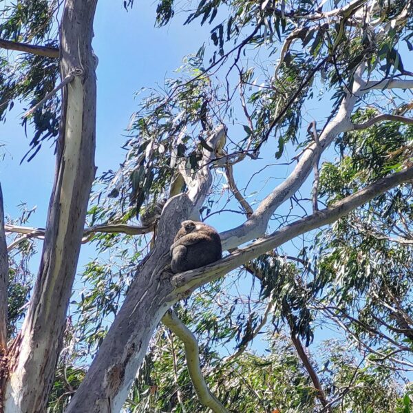 Australia koala