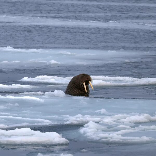 Svalbard Spitsbergen Fjord boottocht