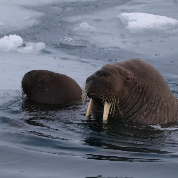 Svalbard Fjord boottocht