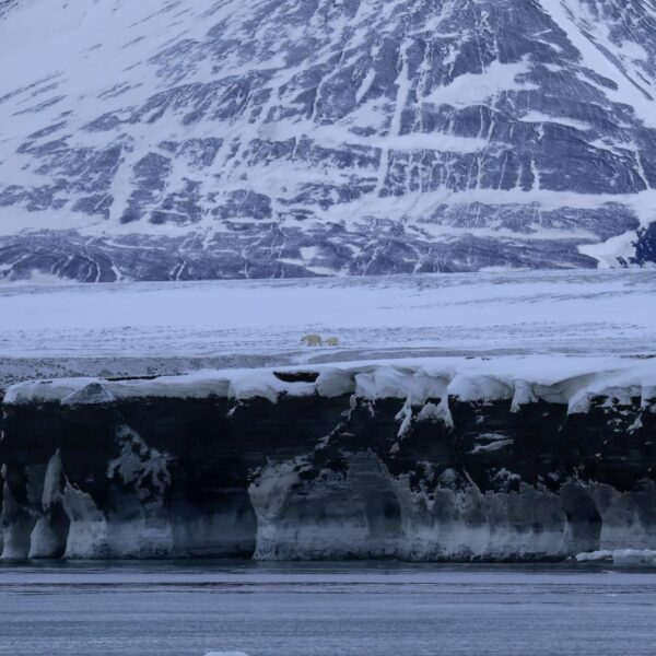 Svalbard Spitsbergen Fjord boottocht - ijsbeer