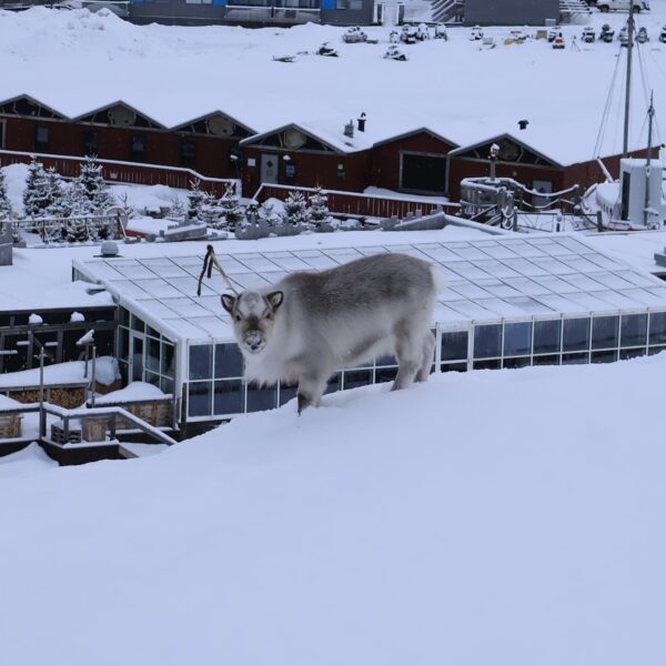 Svalbard Spitsbergen Longyearbyen centrum
Vluchten naar Spitsbergen