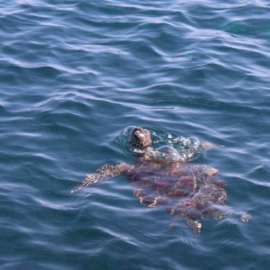 Snorkelling tour Daymaniat Eilanden Oman