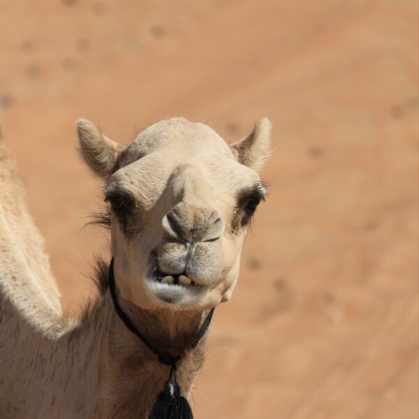 Wahiba Sands Woestijn Oman
