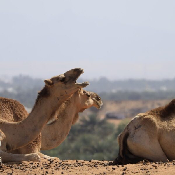 Wahiba Sands Woestijn Oman