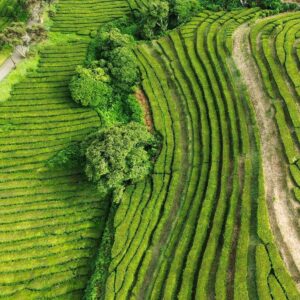 Azores Gorreana tea factory