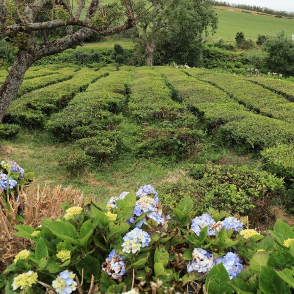 Azores Gorreana tea factory