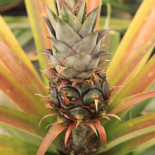 Azores Pineapple Plantation
