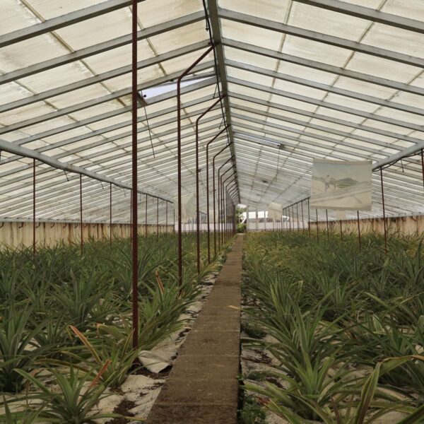 Azores Pineapple Plantation