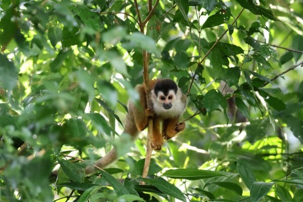 Costa Rica squirrel Monkey