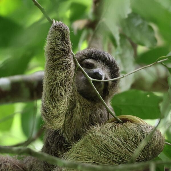 Costa Rica cacoa tour Puerto Viejo sloth