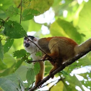 Costa Rica Corcovado Squirrel Monkey