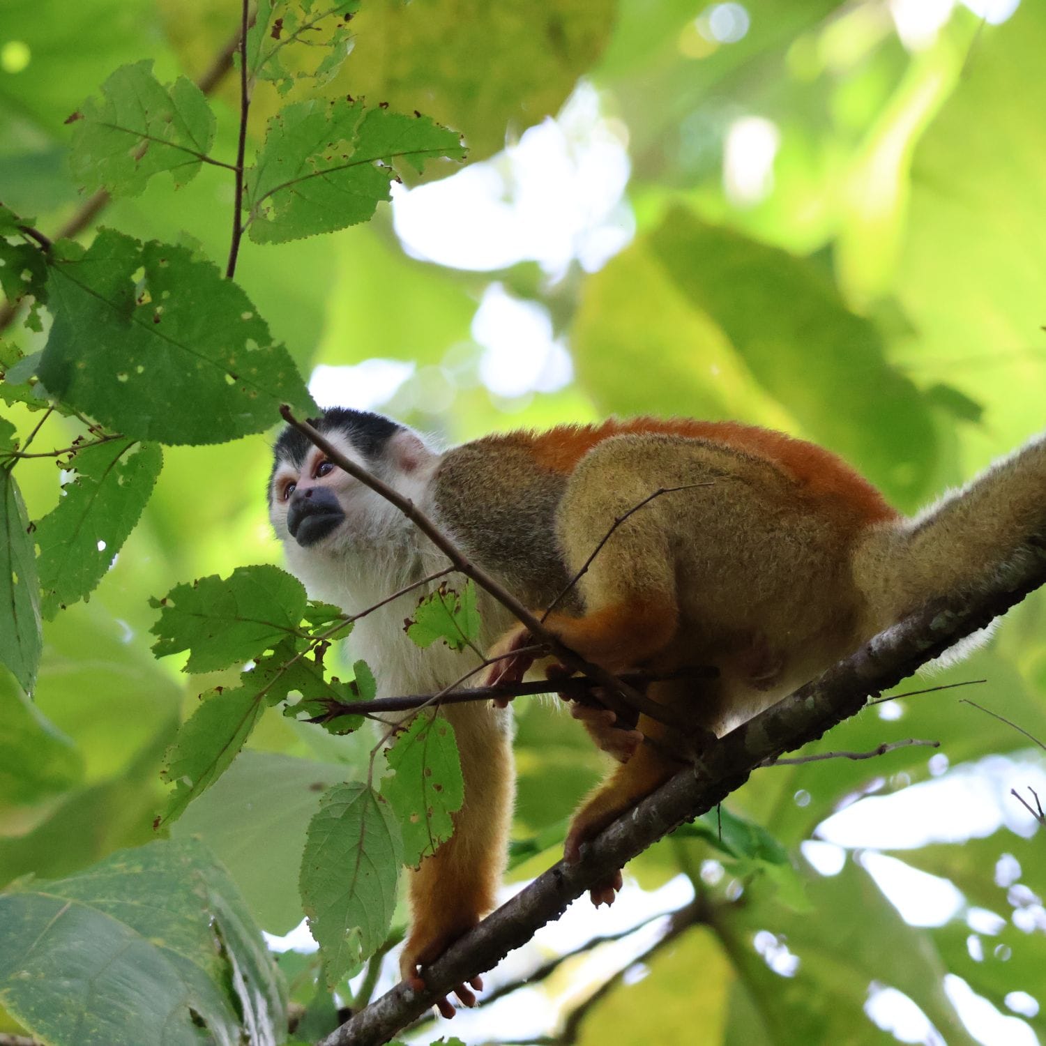 Costa Rica Corcovado Squirrel Monkey