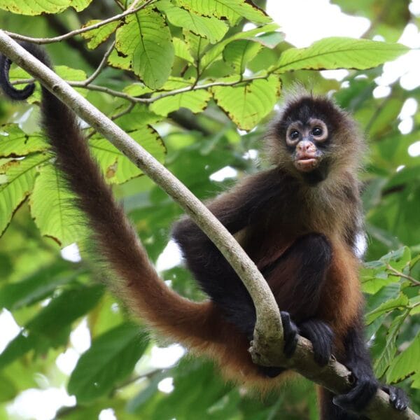 Costa Rica Corcovado Spider Monkey