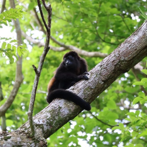 Corcovado National Park