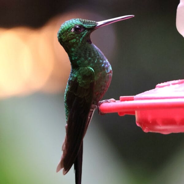 Costa Rica Colibri Cafe