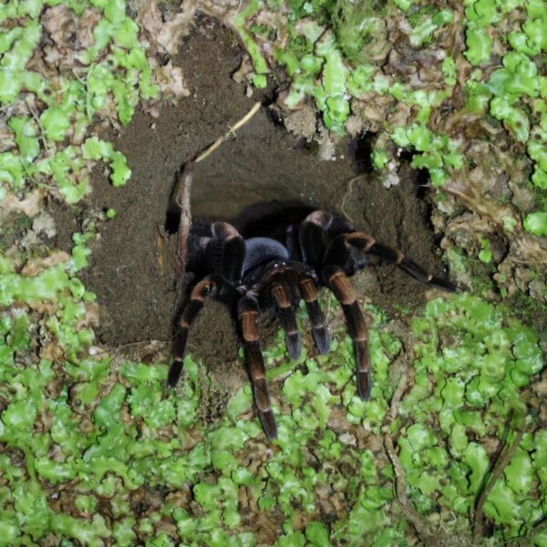 Costa Rica Monteverde Nighttour tarantula