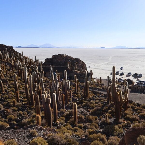 Bolivia Salar de Uyuni cactus eiland