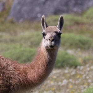 Chili Carretera Austral Cochrane Patagonia Nationaal Park Patagonië kaart