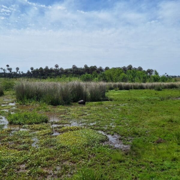 El Palmar National Park Argentina