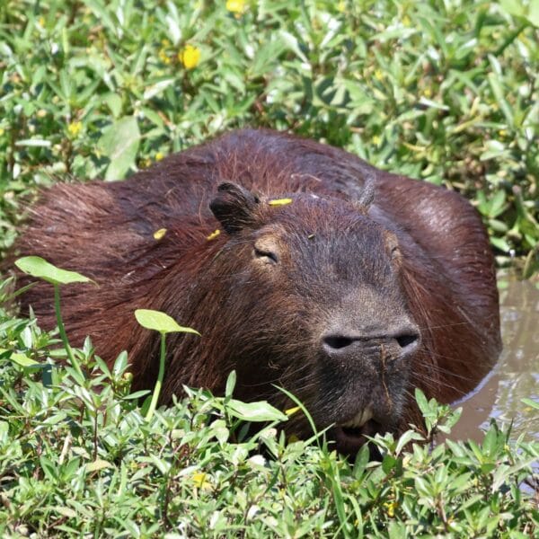 capybara
