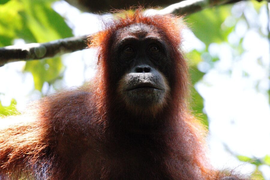 Orang oetan Sumatra Indonesie